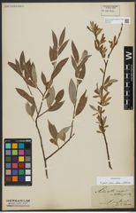 Foto von Salix alba subsp. vitellina (L.) Arcang.